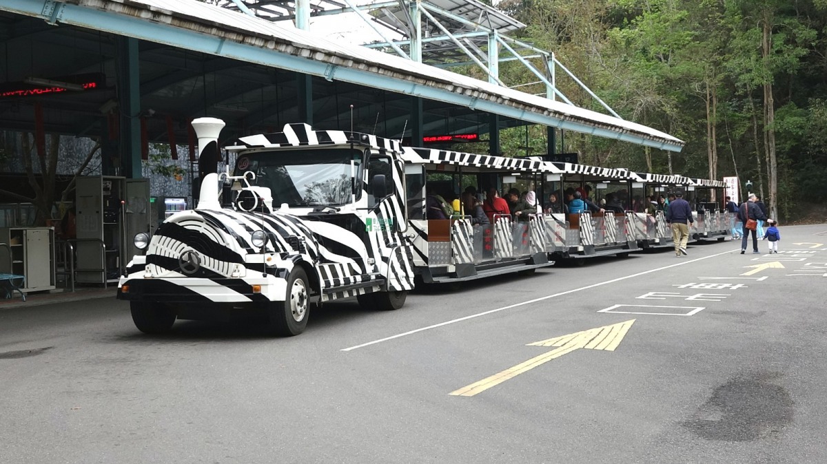 除了「穿山甲」與「箭毒蛙」，台北市立動物園還有斑馬列車。台北市立動物園/提供