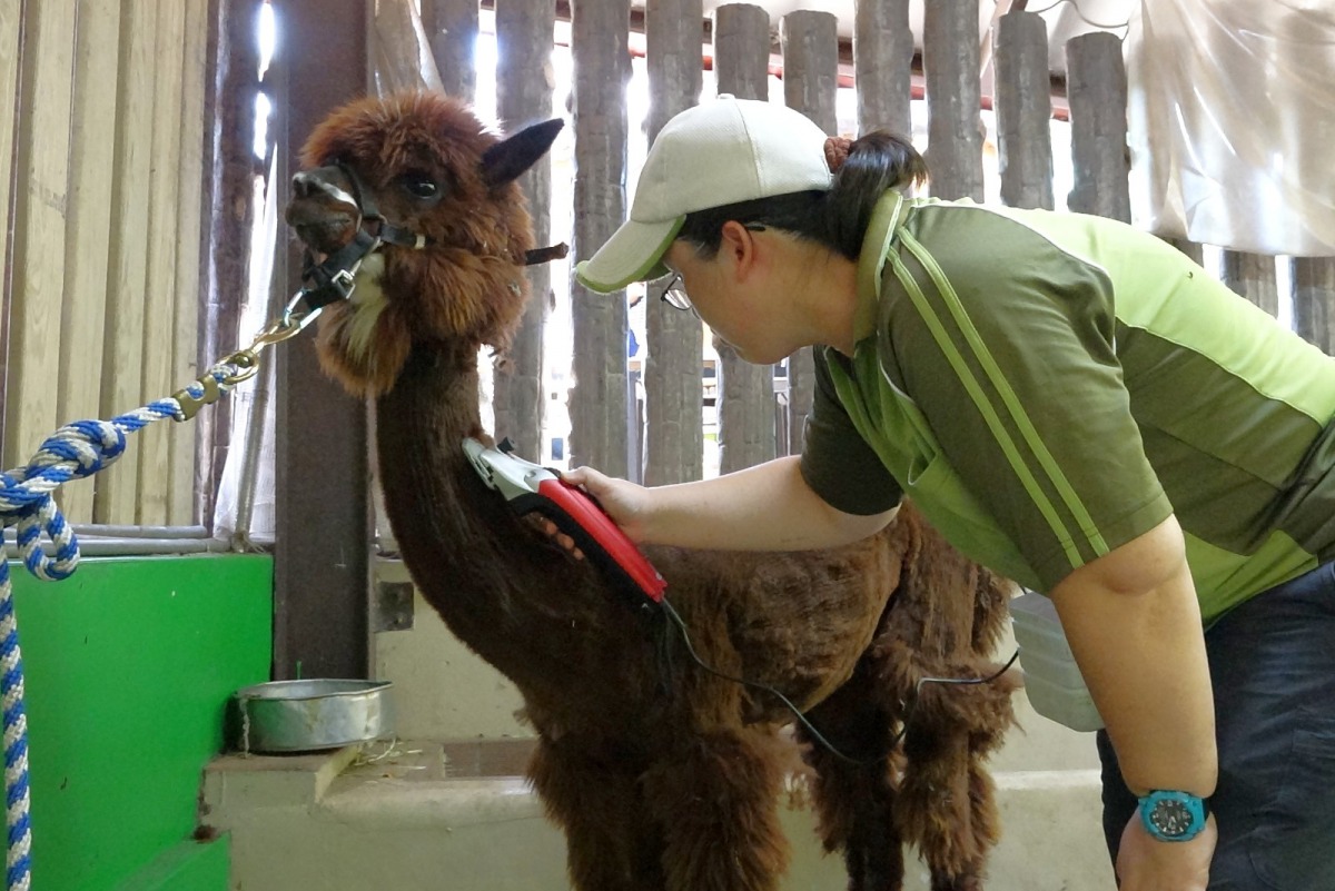 保育員變身美髮師,幫羊駝修剪毛髮。台北市立動物園/提供