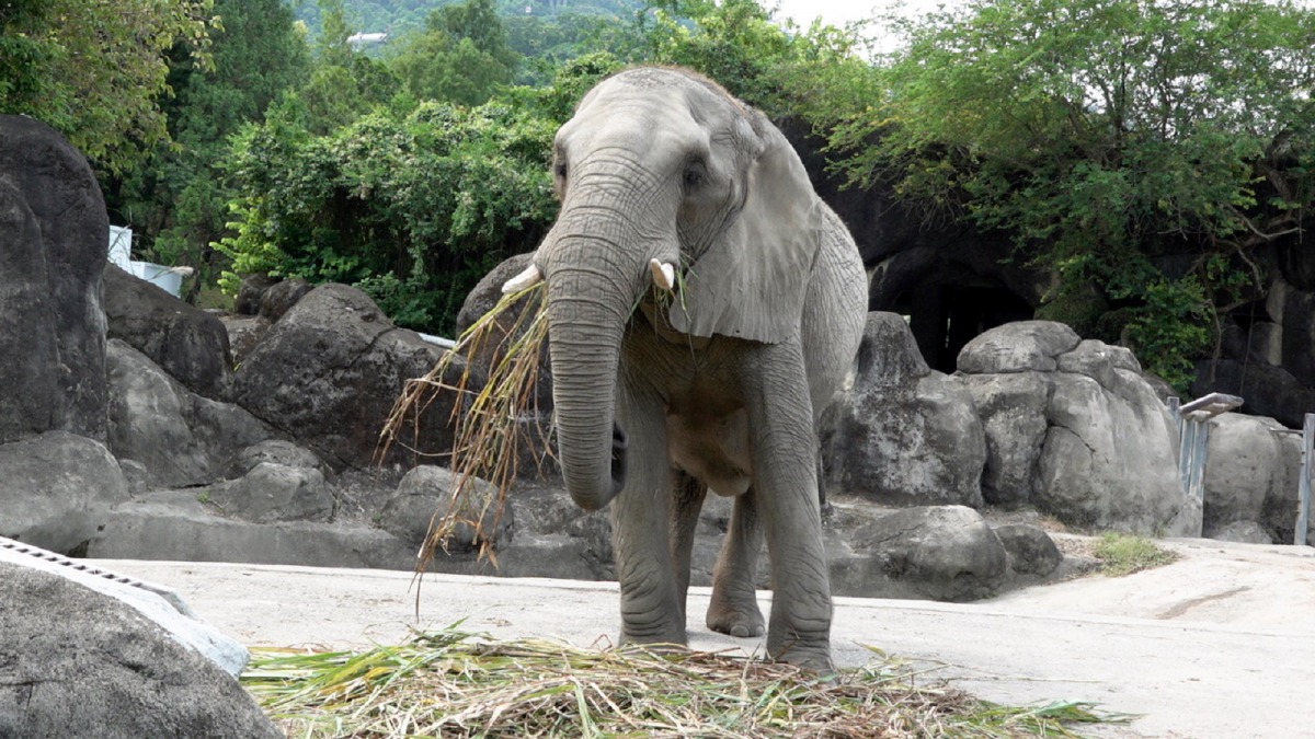 非洲象「美代」開心享用早餐。台北市立動物園/提供