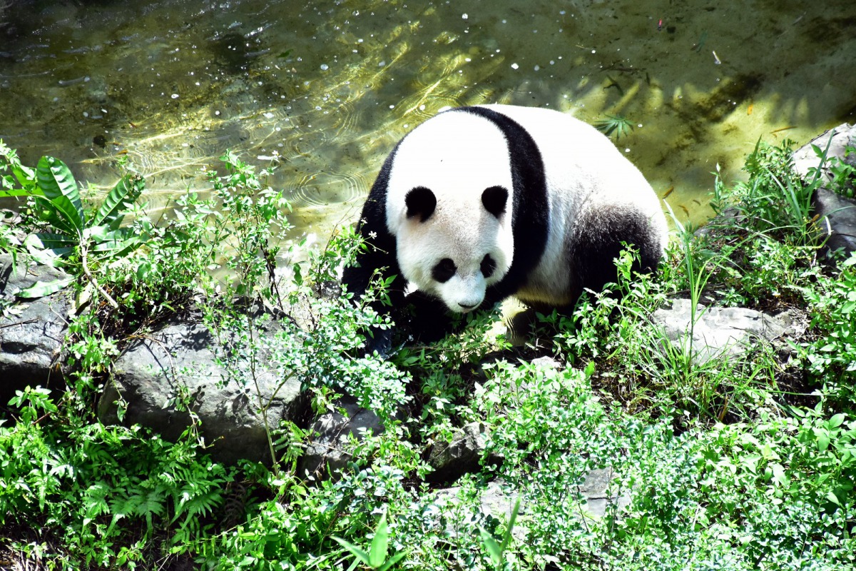 大貓熊的戶外活動場是經過精心設計的,大家記得停下腳步觀察一下大貓熊的各種反應喔!圖為大貓熊「圓仔」,台北市立動物園/提供