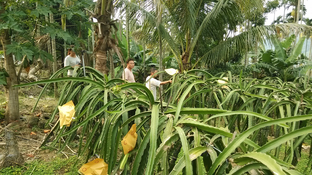 農民須花更多時間與人力去維護友善石虎果園。特有生物研究保育中心/提供