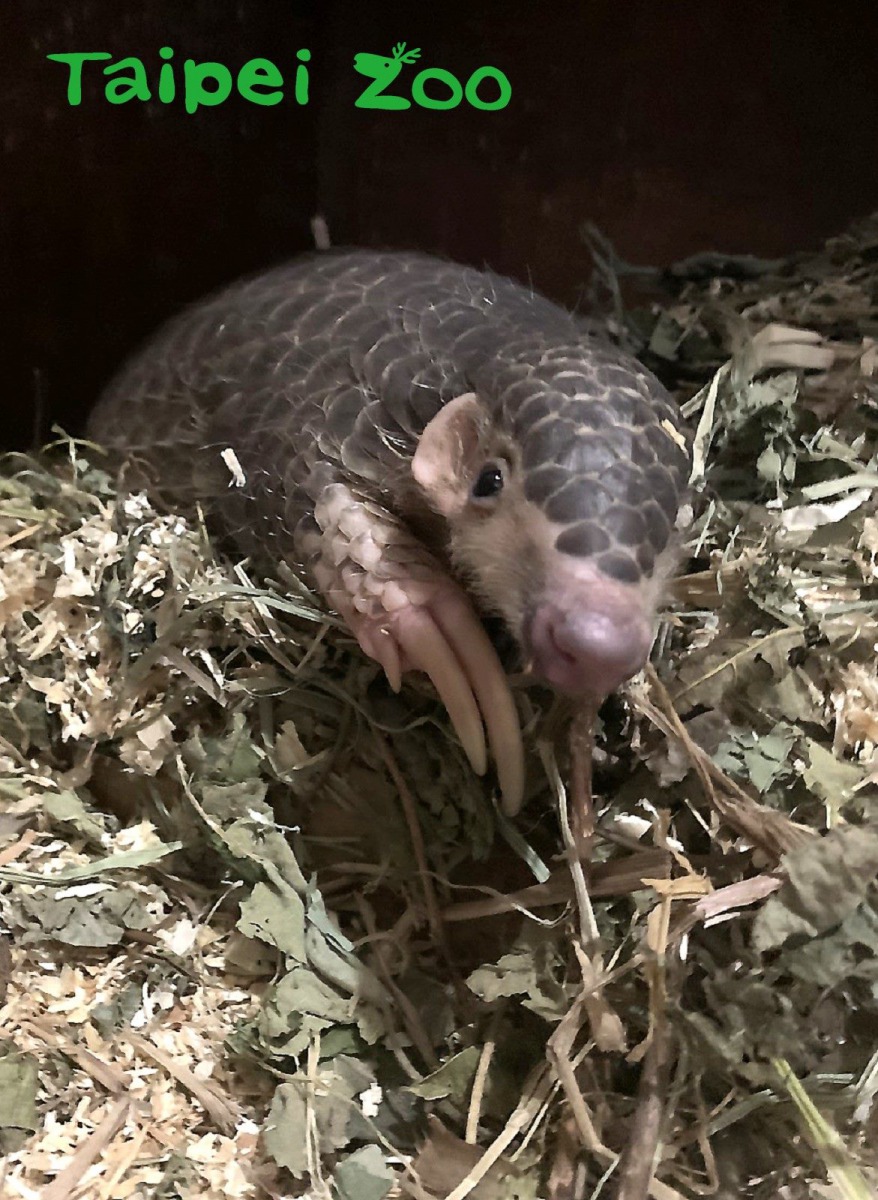 兩隻可愛的小寶貝健康狀況良好,正一步步穩健成長中,圖為「穿山甲寶寶「Dumbo」。台北市立動物園/提供