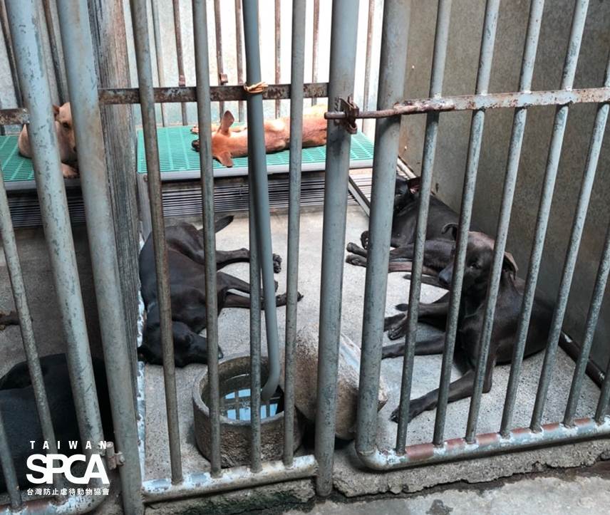 躺在狹小的籠舍虛弱、無力的狗狗。台灣防止虐待動物協會、台灣動物保護行政監督聯盟/提供