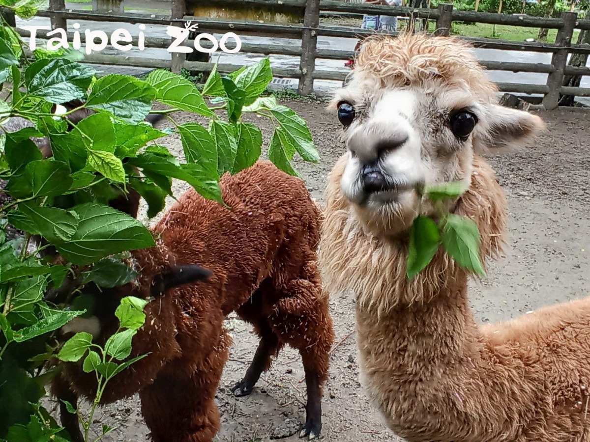 羊駝的用餐時間是遊客們可以近距離觀賞羊駝的好機會。台北市立動物園/提供