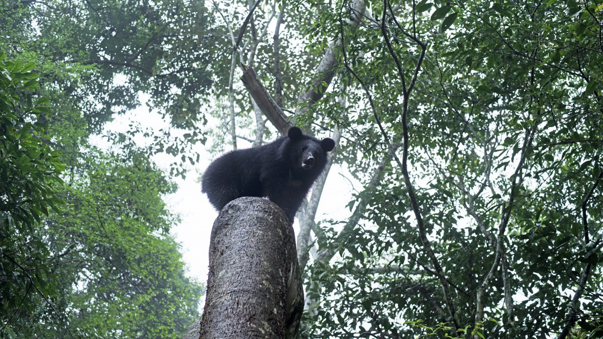 野訓場小熊上樹。林務局/提供