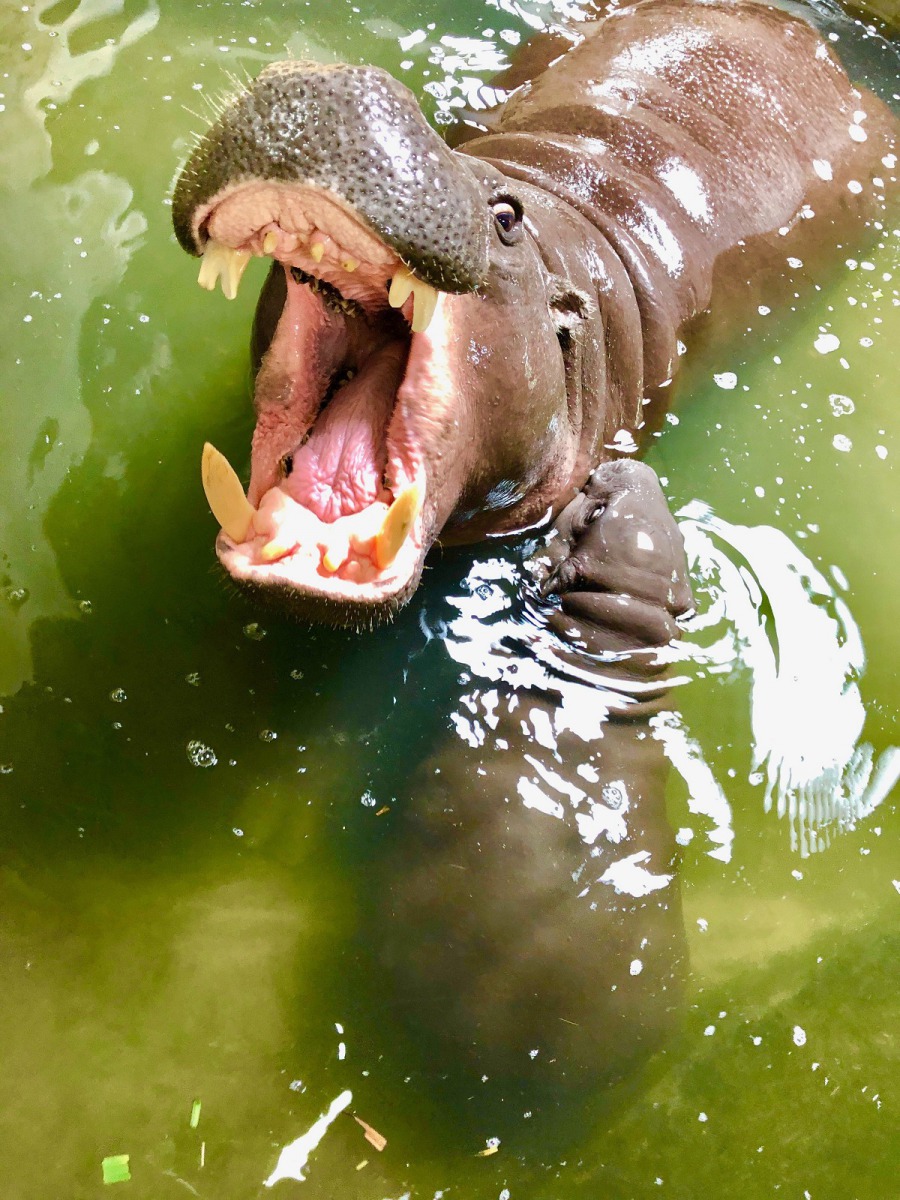 育幼中的侏儒河馬媽媽可是很兇的。壽山動物園/提供