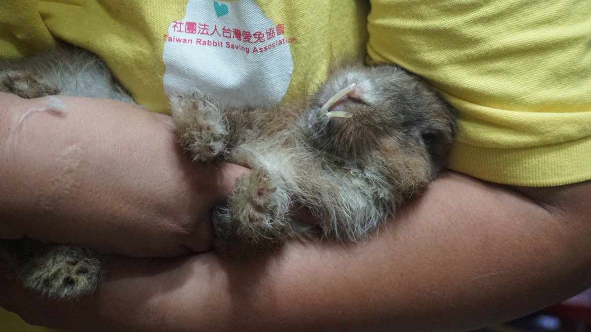 兔子牙齒過長。台灣愛兔協會/提供