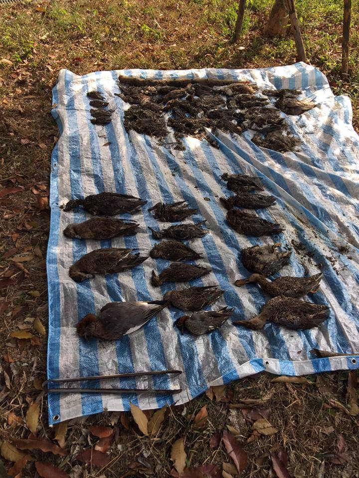 志工從高屏溪撈起的鳥屍無數。林昆海/提供