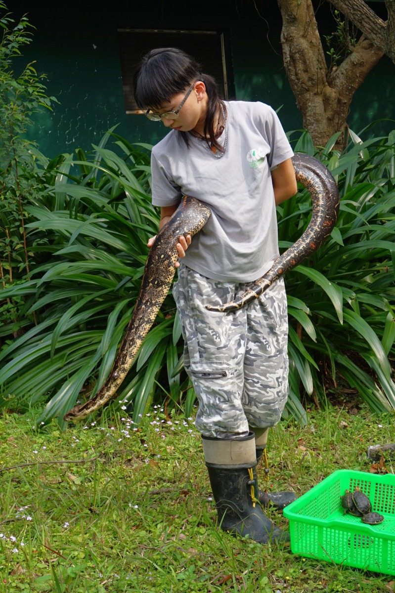 陽光和煦的日子,保育員會帶著蛇和龜等動物享受日光浴。台北市立動物園/提供