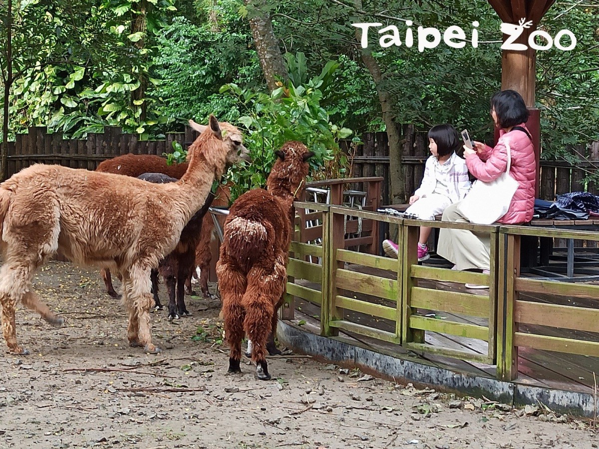 到動物園看到可愛的動物,就算再想摸也要忍住喔!台北市立動物園/提供