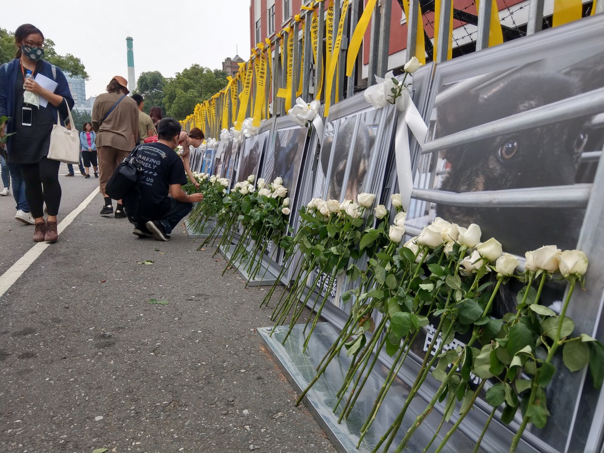 民眾為受害的狗獻上白玫瑰。陳璽安/攝