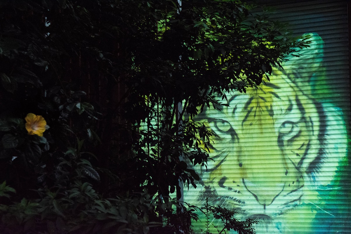 在典藏植物園的蘇門答臘虎。郭宗德/提供