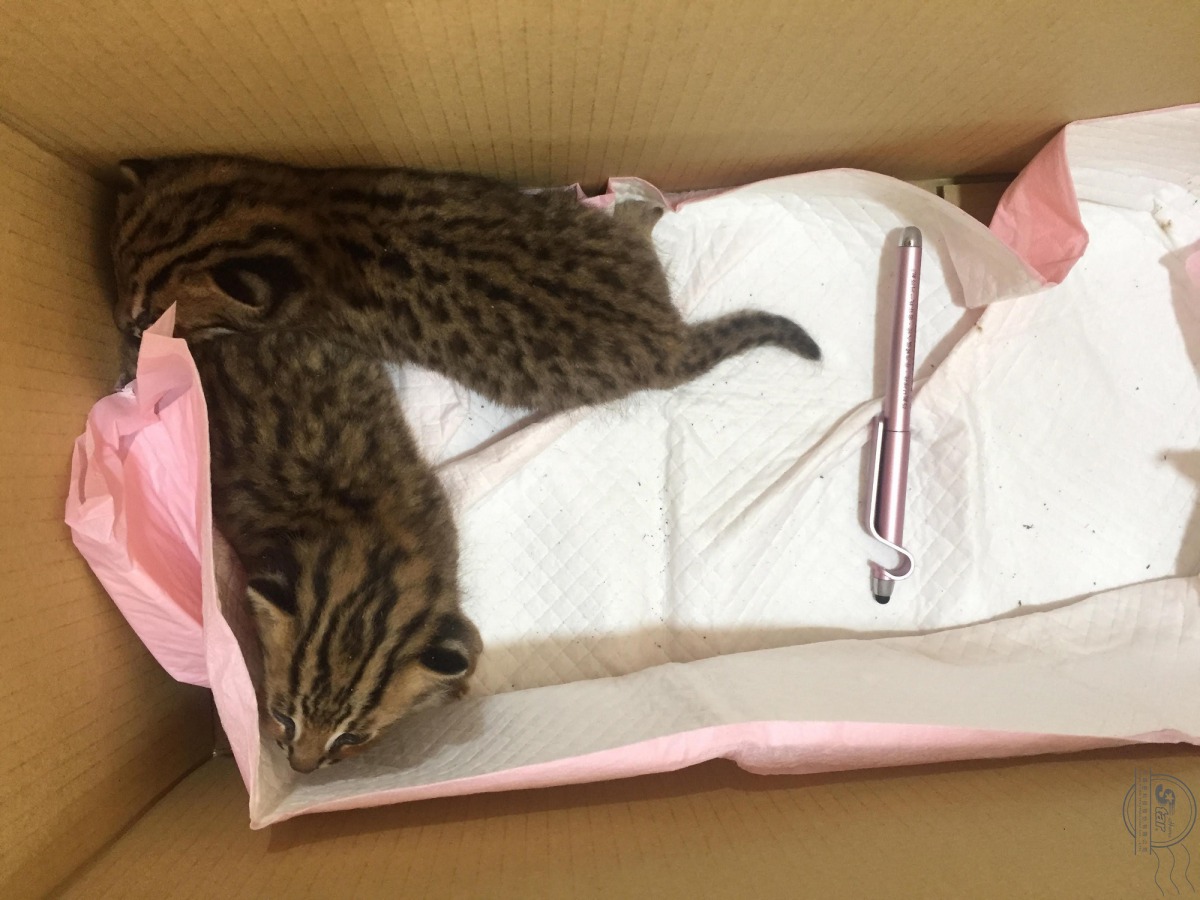 熱心民眾當時是看到一隻狗對著水溝汪吠，向前查看才發現，原來深達60公分的水溝裡有2隻小石虎。苗栗縣農業處/提供