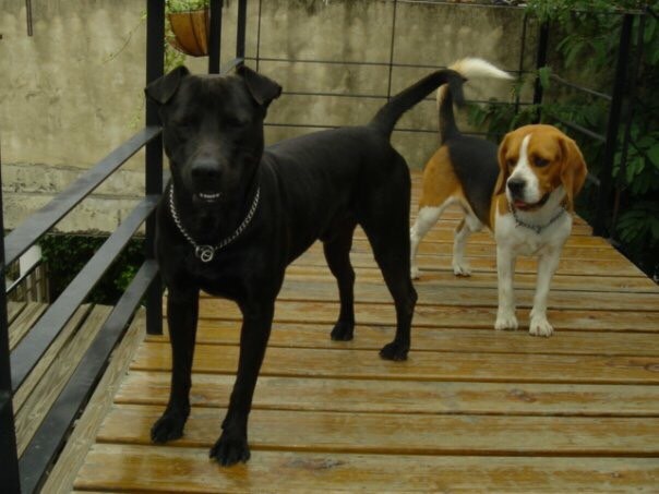 動畫中活潑可愛的狗配角「Oleo」跟「Bibo」，都是以導演邱立偉自己養的狗為原型。邱立偉/提供