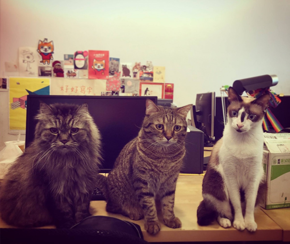 在studio2 Animation Lab的工作室附近有許多流浪貓，一一被收變進駐工作室。邱立偉/提供