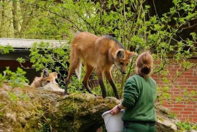 新明斯特動物園因應武漢肺炎疫情而閉園，導致財務以及飼料供應鏈的危機。示意圖非園區現況，圖片來源：Tierpark Neumünster e.V.
