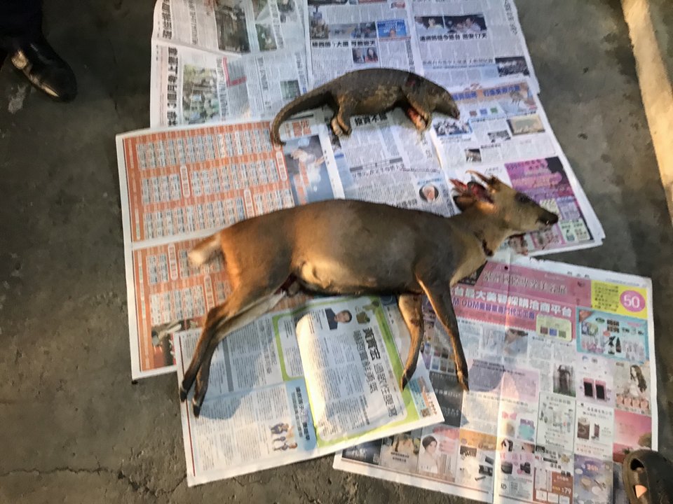 三名嫌犯獵捕保育類動物山羌與穿山甲各一隻。苗栗縣警察局頭份分局/提供