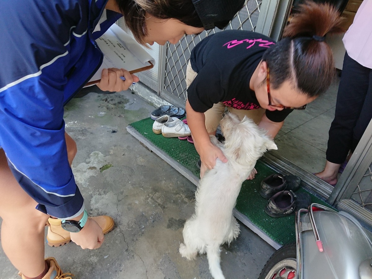 板橋區長安里與廣德里除了推行家犬絕育，也宣導飼主要盡責。圖為APA至新竹稽查照片，中華民國保護動物協會/提供