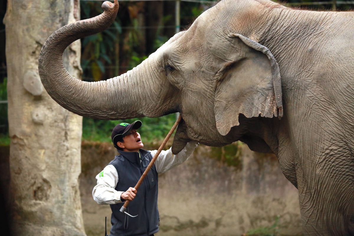 台北市立動物園與台北市動保處、國家實驗動物中心合作,特別選在10月4日「世界動物日」辦理教育活動,邀請民眾一起向動物老師們學習。台北市立動物園/提供