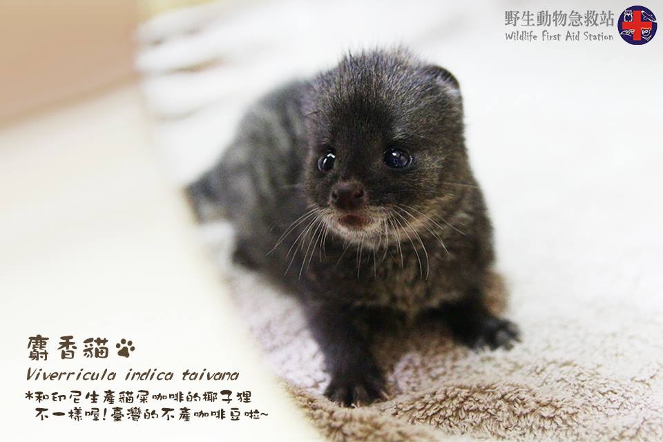 麝香貓幼獸在開眼後逐步學習野外生存技巧。野生動物急救站/提供