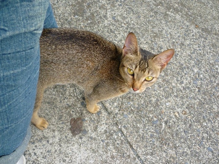 為了維護猴硐街貓的健康以及防止感染疫病,新北市動保處除了每周安排公務獸醫為街貓看診,也會定期安排消毒工作以及為當地街貓施打疫苗。資料照,陳璽安/攝