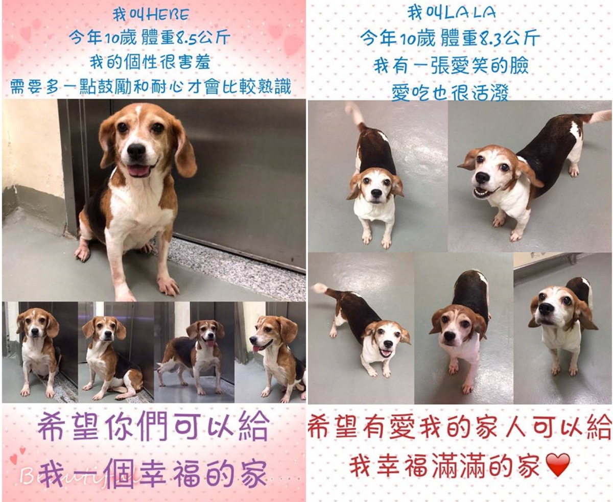 2批共11隻米格魯實驗犬準備退役，期待走進家庭感受愛與溫暖。台灣動物社會研究會/提供