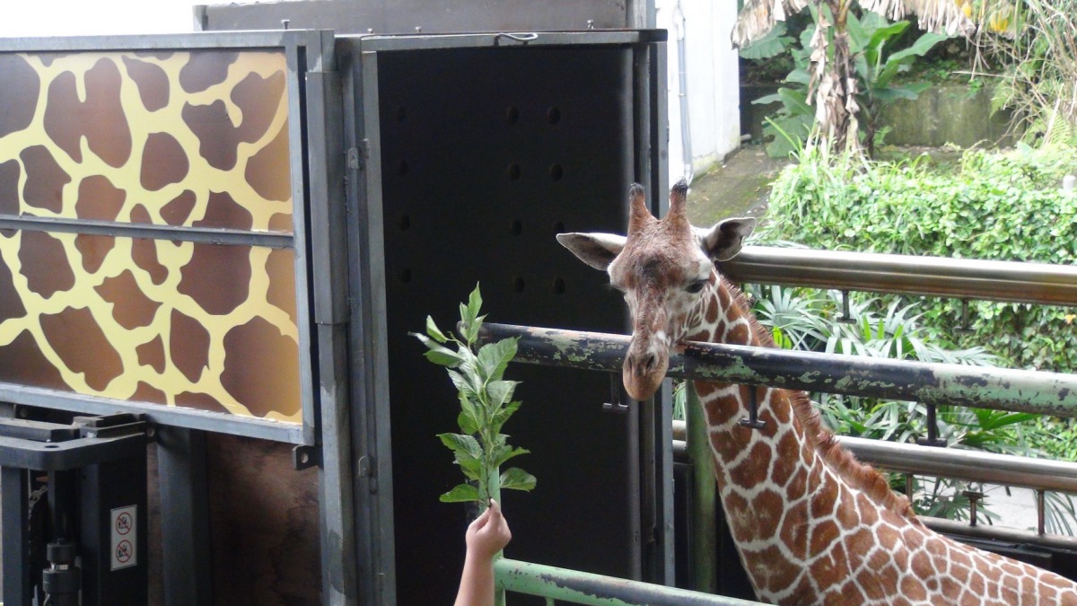 長頸鹿「宵順」於2012年1月出生,於2013年前往台南,圖為2013年運送「宵順」時,保育員用桑葉吸引「宵順」走入籠箱。資料照,台北市立動物園/提供