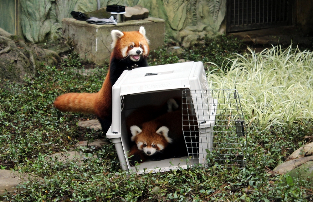 每年9月的第3個星期六是「國際小貓熊日」，台北市立動物園活動滿檔，不僅推出小貓熊日特別活動，也將提前慶祝中秋節。資料照，台北市立動物園/提供