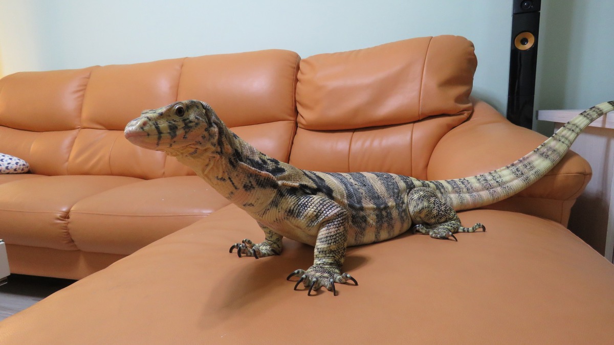 除了環境加溫，爬行寵物的飲食也需注意，飲食的調整則視寵物的食性而訂。林思民/提供