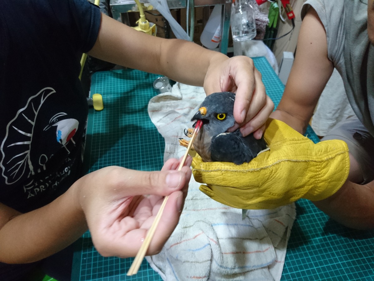 赤腹鷹鼻腔及口內皆有大量出血。台灣猛禽研究會/提供