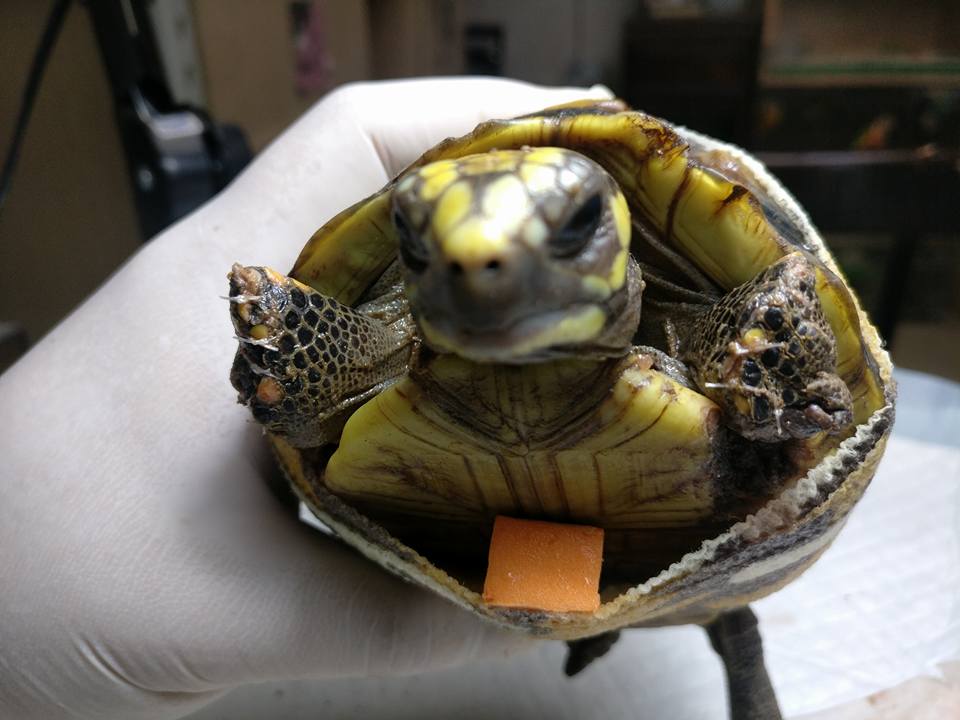 一隻紅腿陸龜被老鼠咬掉了前肢，由於牠會想運用後肢移動，獸醫師為牠墊上軟墊，避免牠在移動時弄痛前肢。邱醫師/提供