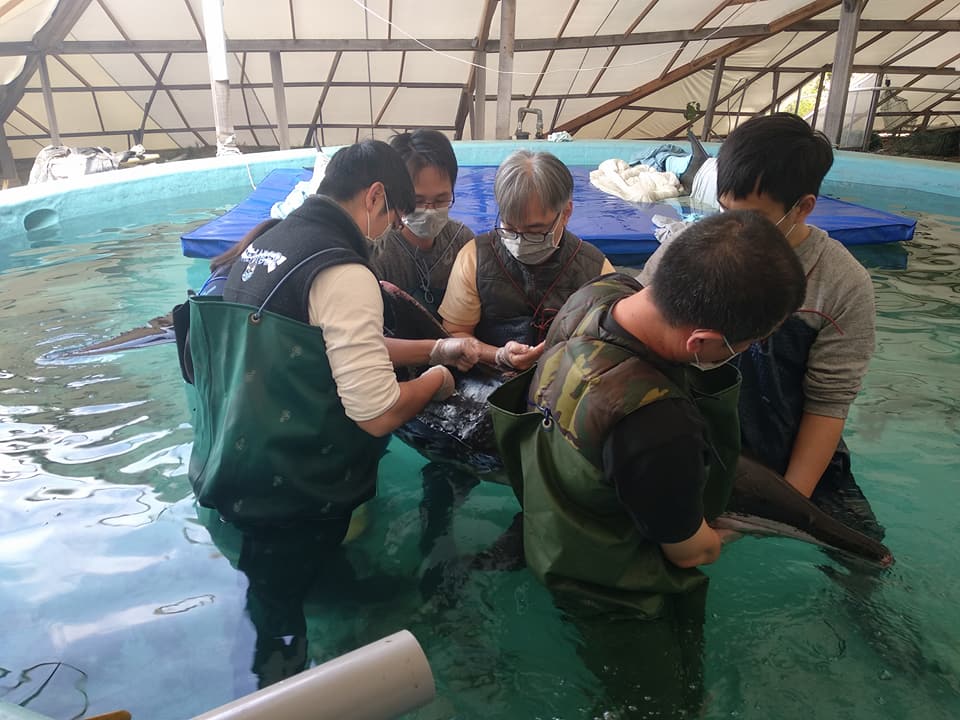 游泳平衡不佳是擱淺鯨豚常見的狀況,需要志工協助下水保定。成大海洋生物及鯨豚研究中心/提供