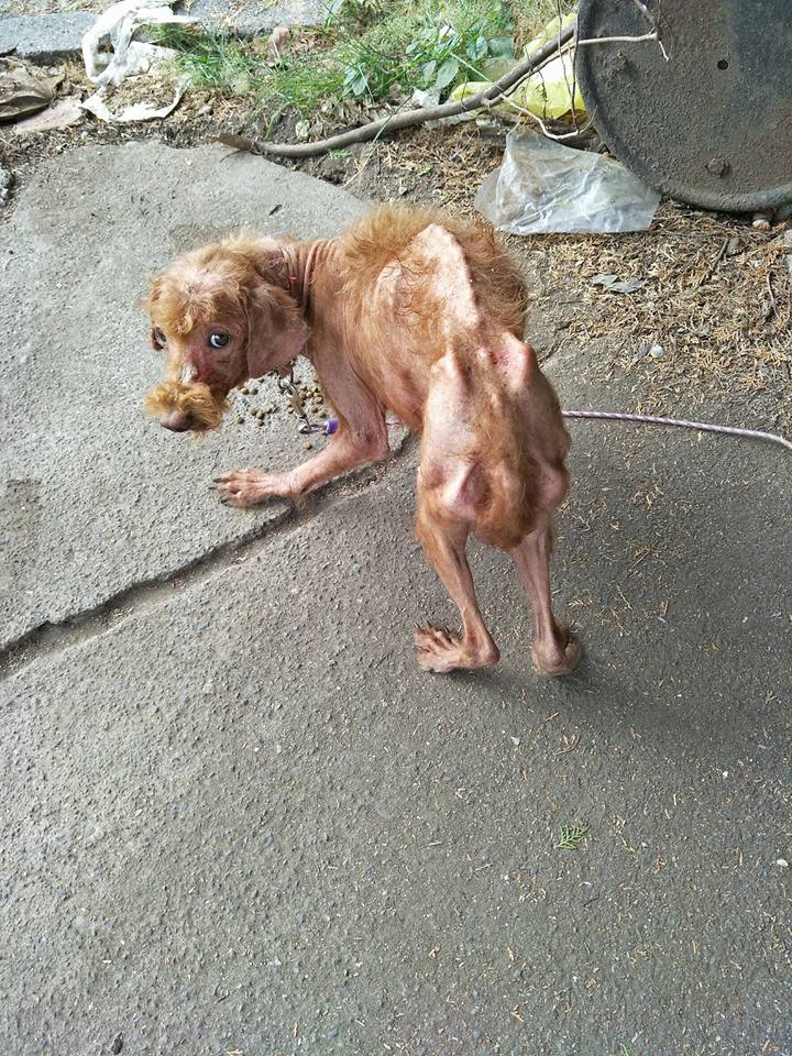 據聞飼主僅給這隻紅貴賓吃餿水，附近鄰居會偷餵飼料。康先生/提供