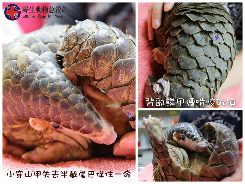 小穿山甲背部鱗片有被狗啃咬的痕跡，尾部也斷了一截。野生動物急救站/提供