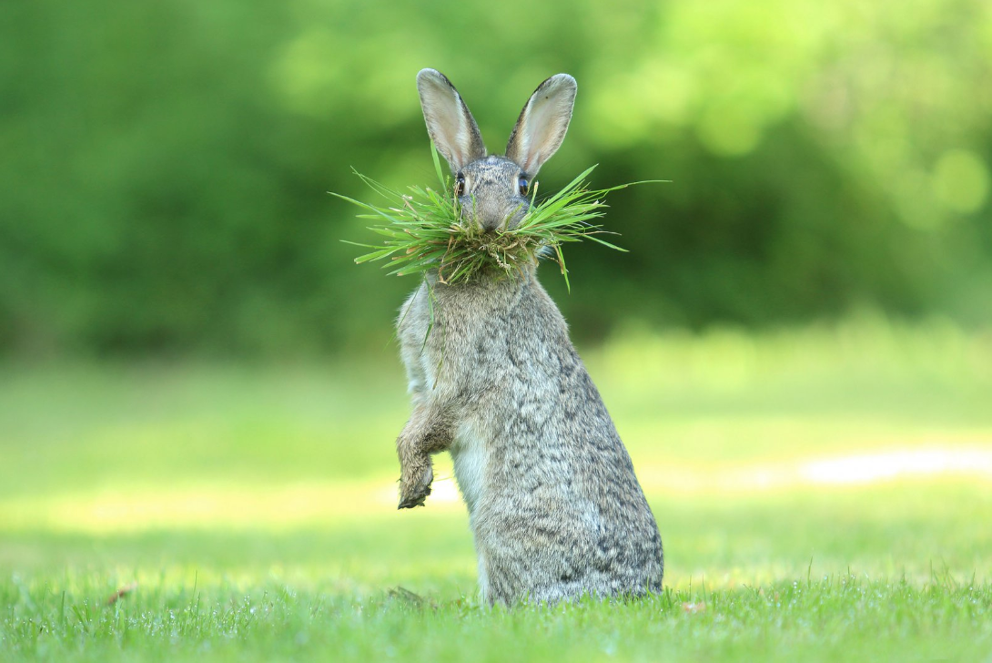 「傻眼兔兔」取自The Comedy Wildlife, Photo by Olivier Colle