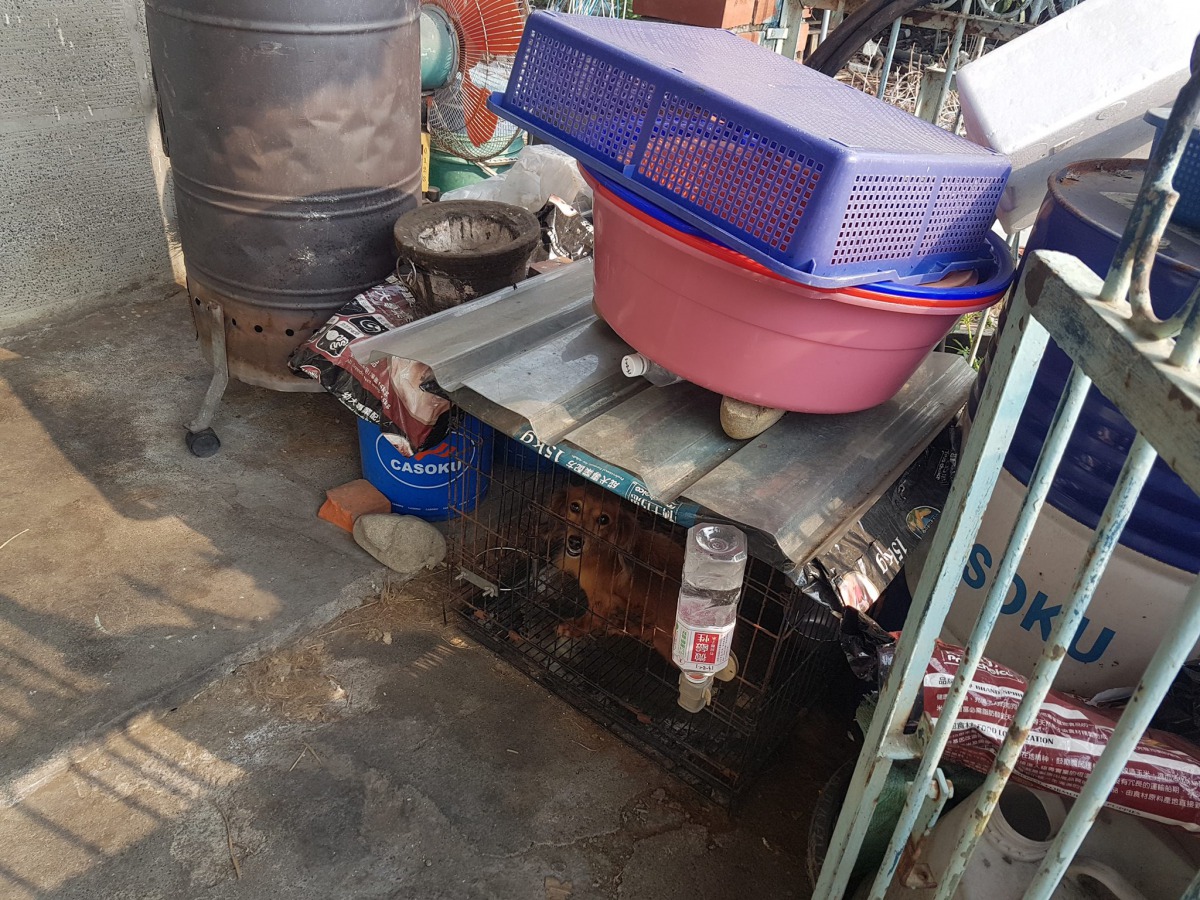 防疫所表示曾前往查看，當時飼養環境並沒有那麼差，沒有餿水也有提供乾淨飲水。彰化縣動物防疫所/提供