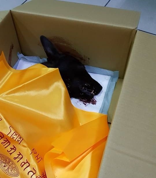 黑狗的致命傷在頭部,全身骨折,下顎被打碎,其中一顆眼球掉了出來,疑是人為所致。吳小姐/提供