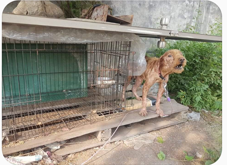 防疫所表示曾前往查看，當時飼養環境並沒有那麼差，對於貴賓狗的皮膚問題，也確認飼主給予適當醫療。彰化縣動物防疫所/提供
