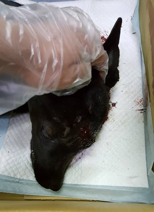 黑狗的致命傷在頭部,全身骨折,下顎被打碎,其中一顆眼球掉了出來,疑是人為所致。吳小姐/提供