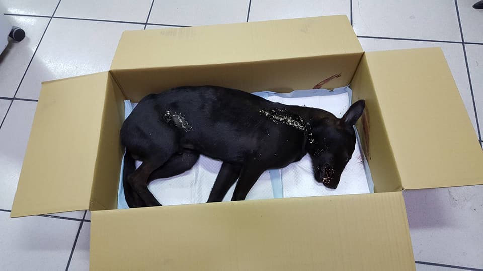 新北市汐止有隻黑狗離奇死亡,被居民發現陳屍在不便道達的鐵軌旁,全身重傷。吳小姐/提供