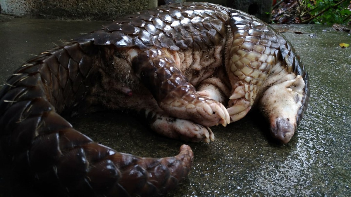 一隻雄性成年穿山甲陳屍在南投的省道路邊，沒有任何外傷或流血。路殺社/提供