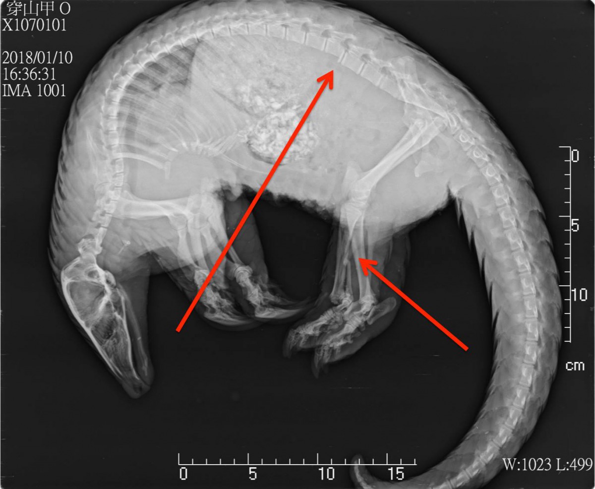 雖然這隻穿山甲沒有外傷，但X光片顯示曾遭到強烈撞擊，應是遭遇路殺。特生中心野生動物急救站/提供