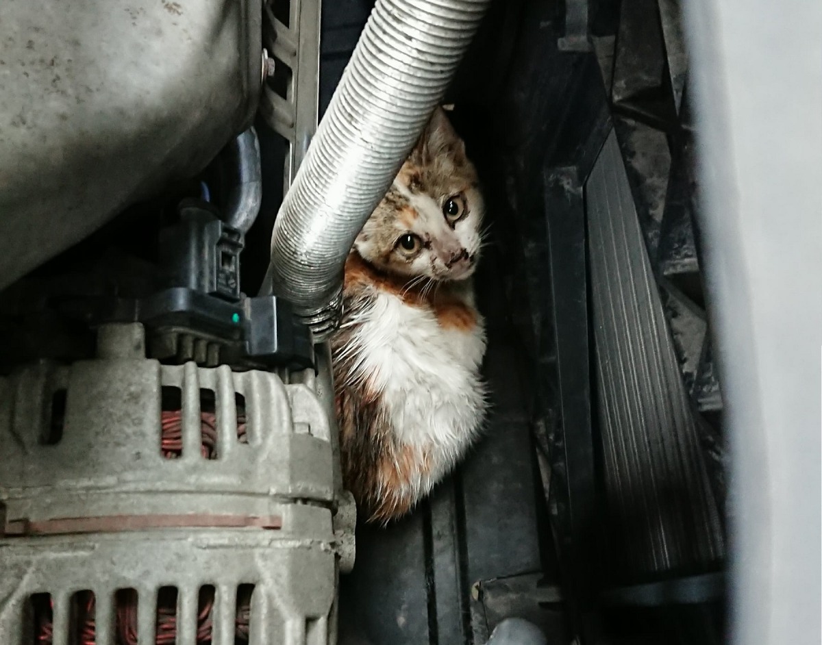 民眾在發車前順手打開引擎蓋,避免取暖的小貓受傷死亡。吳小姐/提供