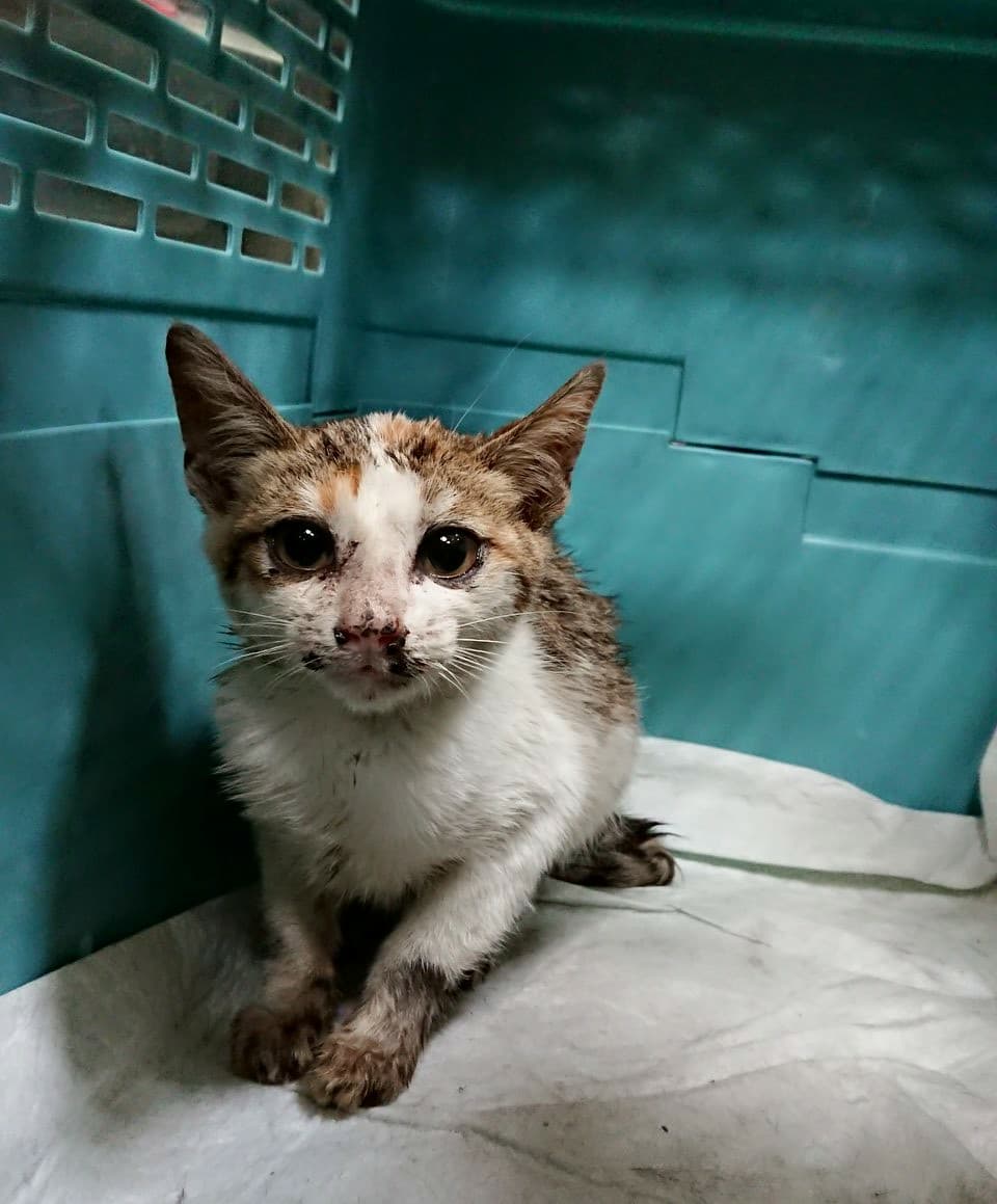 駕駛若在發車前拍拍引擎蓋或打開來看,便有機會拯救一條小生命。吳小姐/ 提供