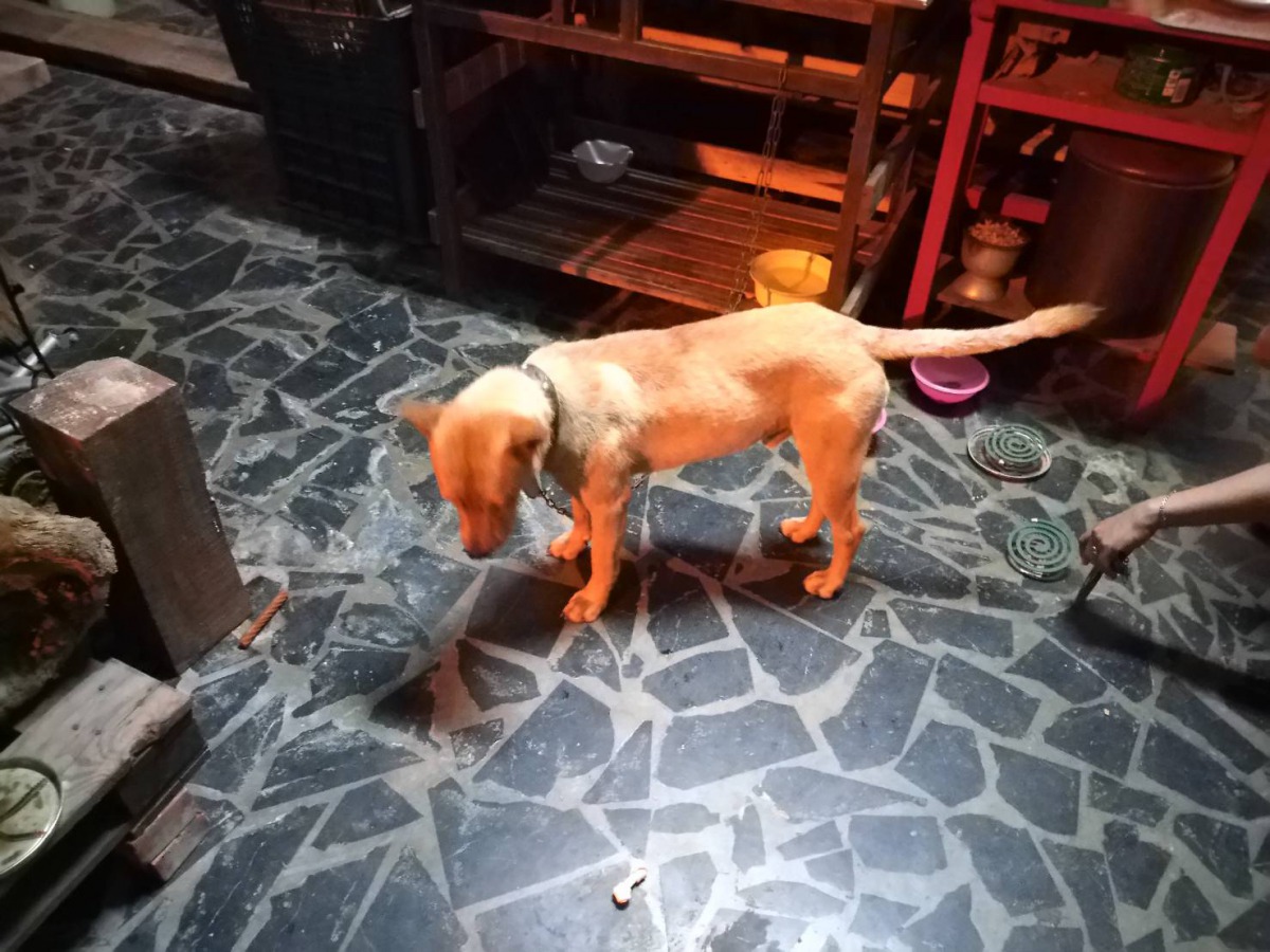 這隻狗外觀沒有明顯受傷，行走活動也正常，因此鄰居並沒有將狗進一步送醫，不過由於打狗的行為證據明確，因此動保處仍會依法對這對母女開罰。高雄市動保處/提供