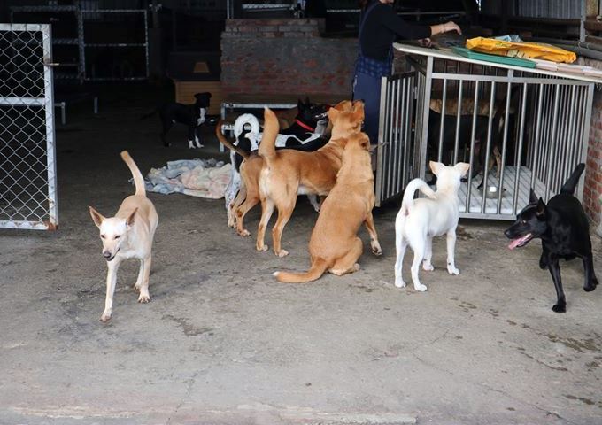 苗栗縣內共有11間私人動物收容所,苗縣防疫所表示,若民眾想要為這些毛小孩付出一份心力,除了捐贈物資及認領養,也可考慮當志工。苗栗縣動物保護防疫所/提供