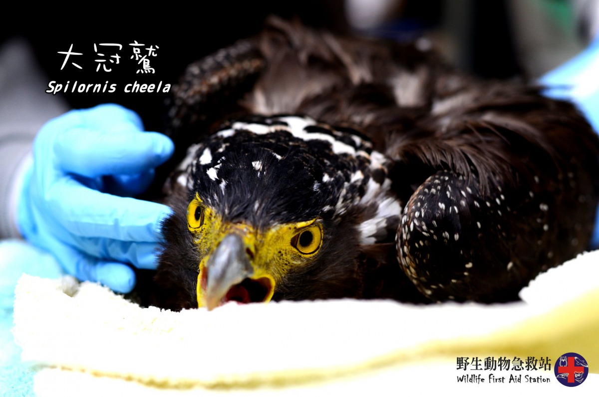 雲林一隻大冠鷲掉落在茶園的蓄水池內，可能因掙扎造成肌肉拉傷，暫時無法回到自然。野生動物急救站/提供