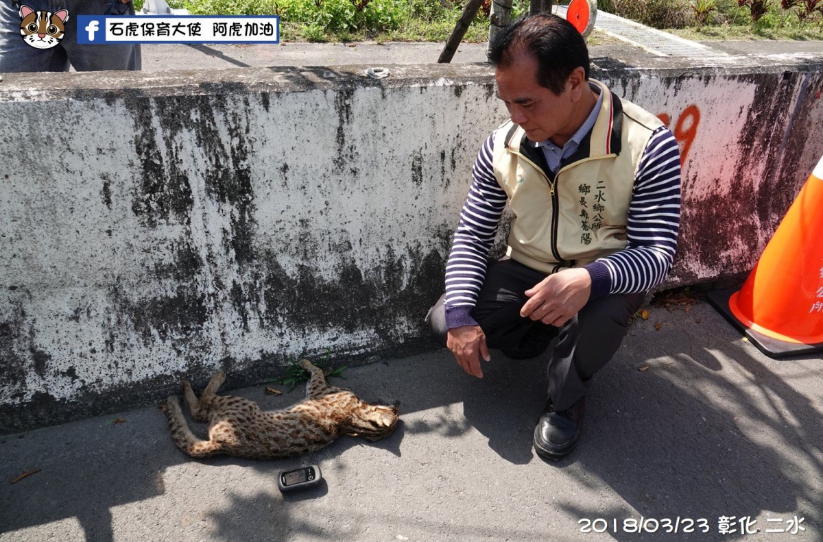 彰化再次傳出石虎路殺事件，也顯示八卦山可能是石虎族群的重要棲地。特有生物研究中心/提供