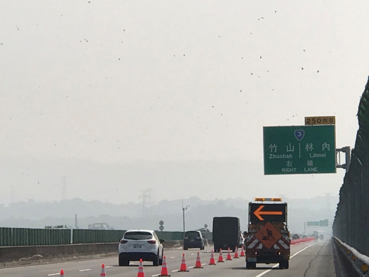 每當飛越國道的蝶量達每分鐘250隻以上，高公局會啟動「國道讓蝶道」措施。高公局中區養護工程分局/提供