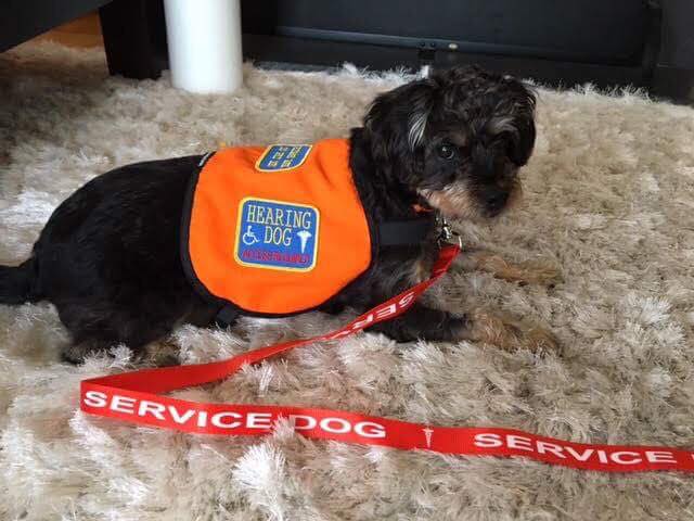 送養到國外的狗兒Bella,最近取得了助聽犬認證。陳小姐/提供